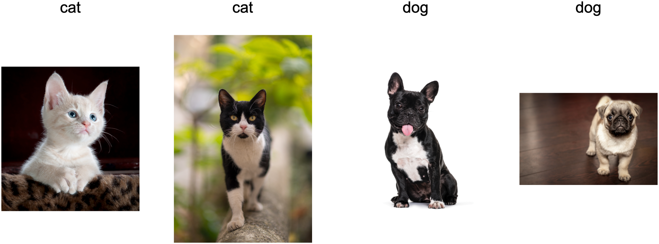 Training data for distinguishing cats and dogs (illustrations: Lafeez Hossain / 500px / Getty Images; ilkermetinkursova / iStock / Getty Images Plus; GlobalP / iStock / Getty Images Plus; Musthafa Aboobakuru / 500px / Getty Images).