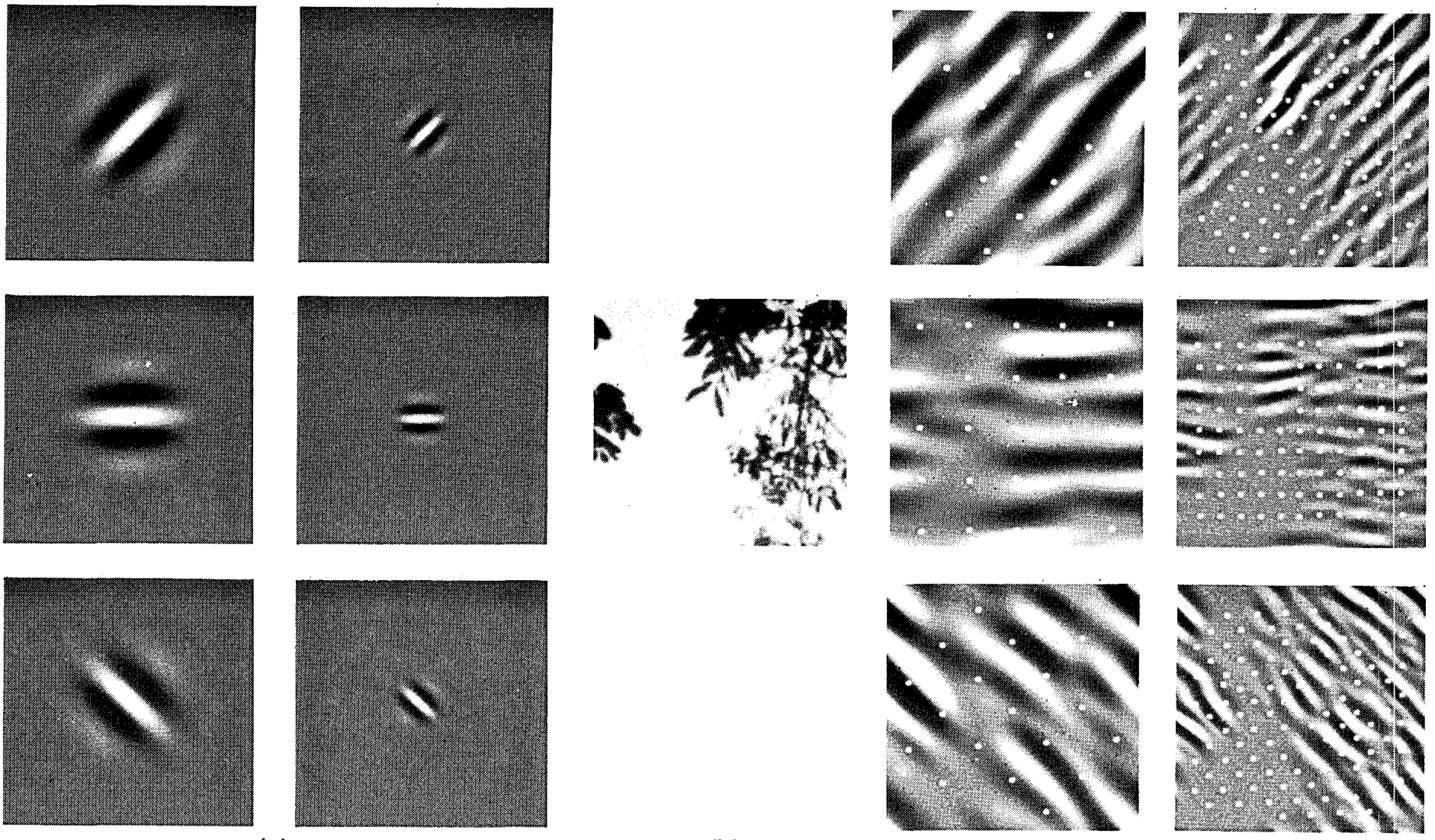 Figure and caption taken from :citet:Field.1987: An example of coding with six different channels. (Left) Examples of the six types of sensor associated with each channel. (Right) Convolution of the image in (Middle) with the six sensors shown in (Left). The response of the individual sensors is determined by sampling these filtered images at a distance proportional to the size of the sensor (shown with dots). This diagram shows the response of only the even symmetric sensors.